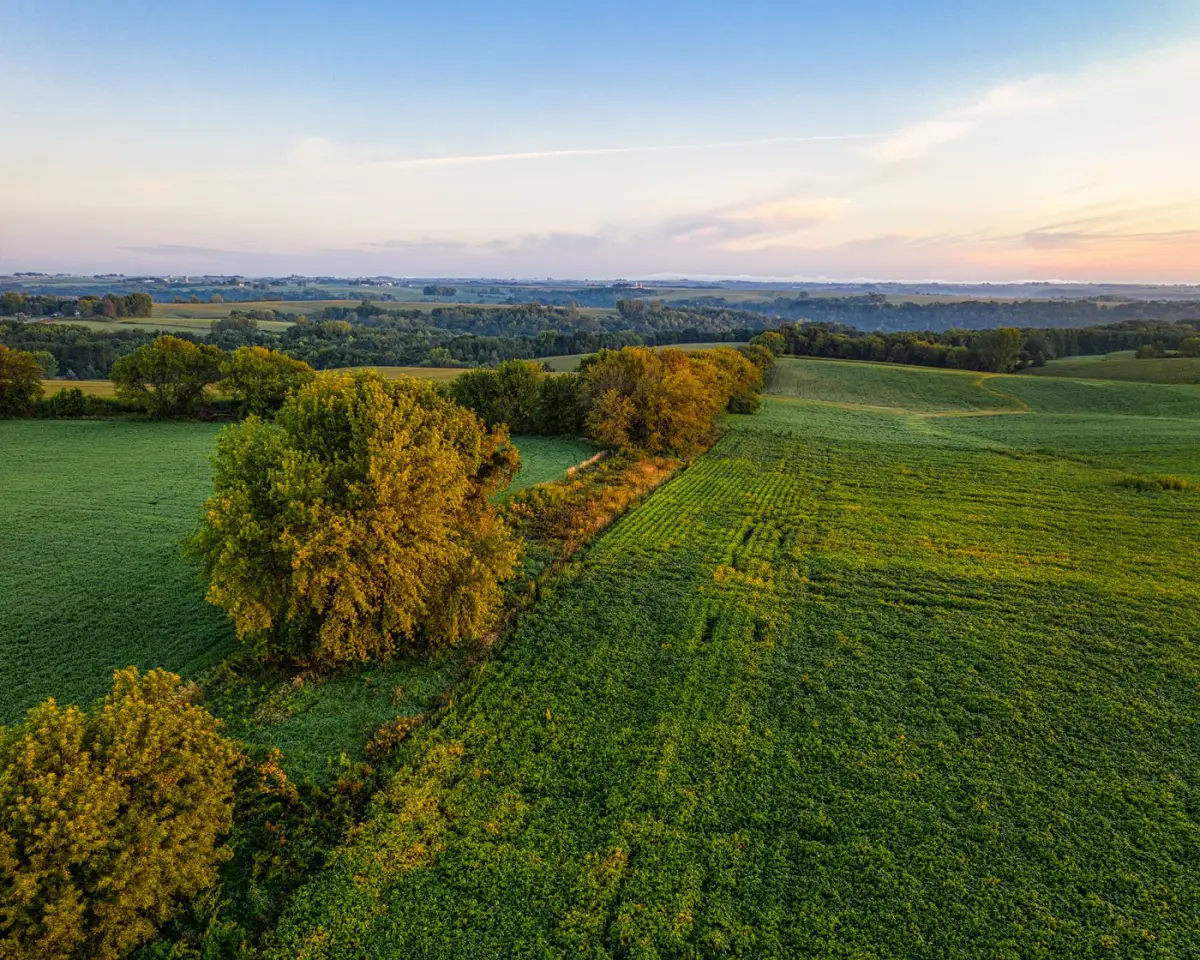 A windbreak row of mature trees dividing open farm ground in southern Minnesota