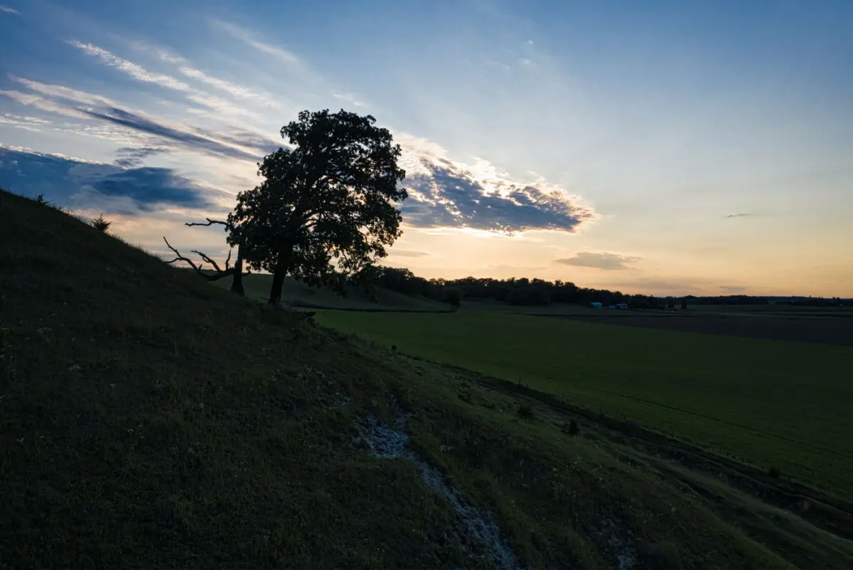 A solitary mature tree exposed on open farm ground at sunset in southern Minnesota
