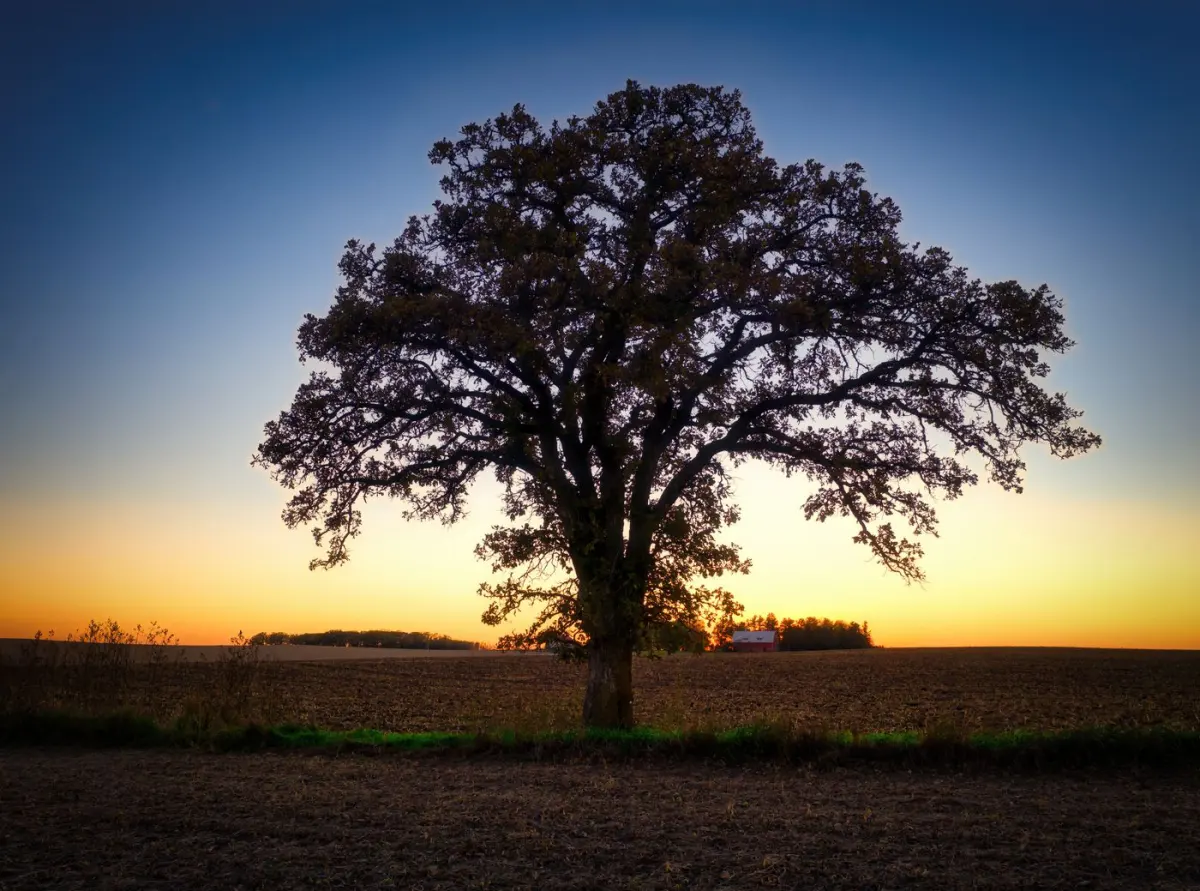 A mature open-grown oak standing alone in a Minnesota field at sunset