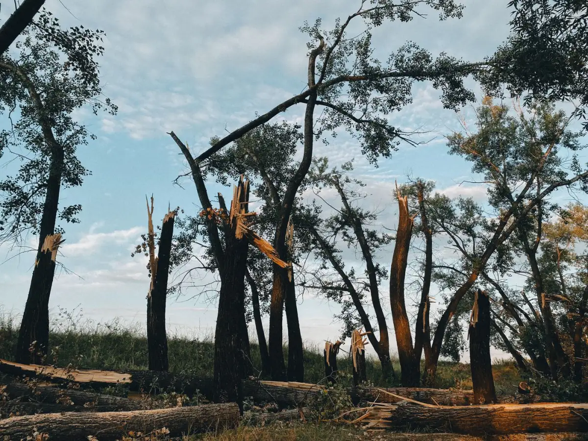 Hardwoods with trunks snapped off mid-stem and limbs down after a straight-line wind event