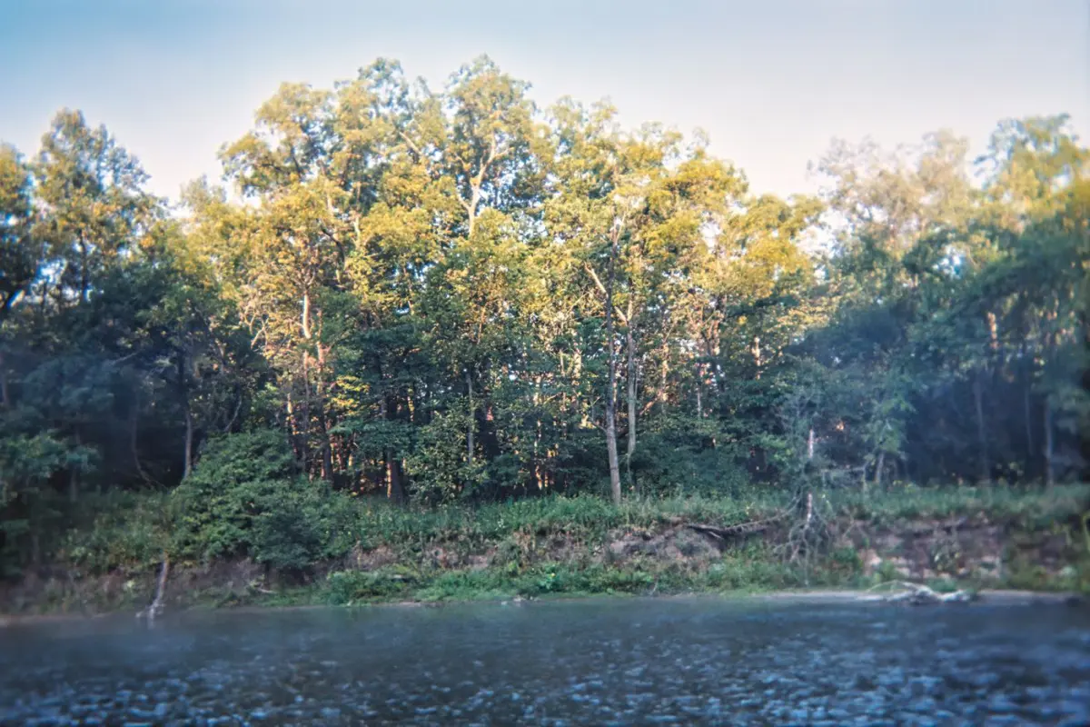 Mature trees crowding the bank of the Zumbro River at Zumbro Falls, Minnesota