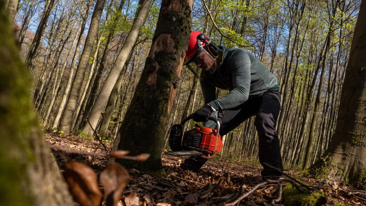 Arborist in a helmet with face screen and ear defenders making a felling cut at the base of a hardwood