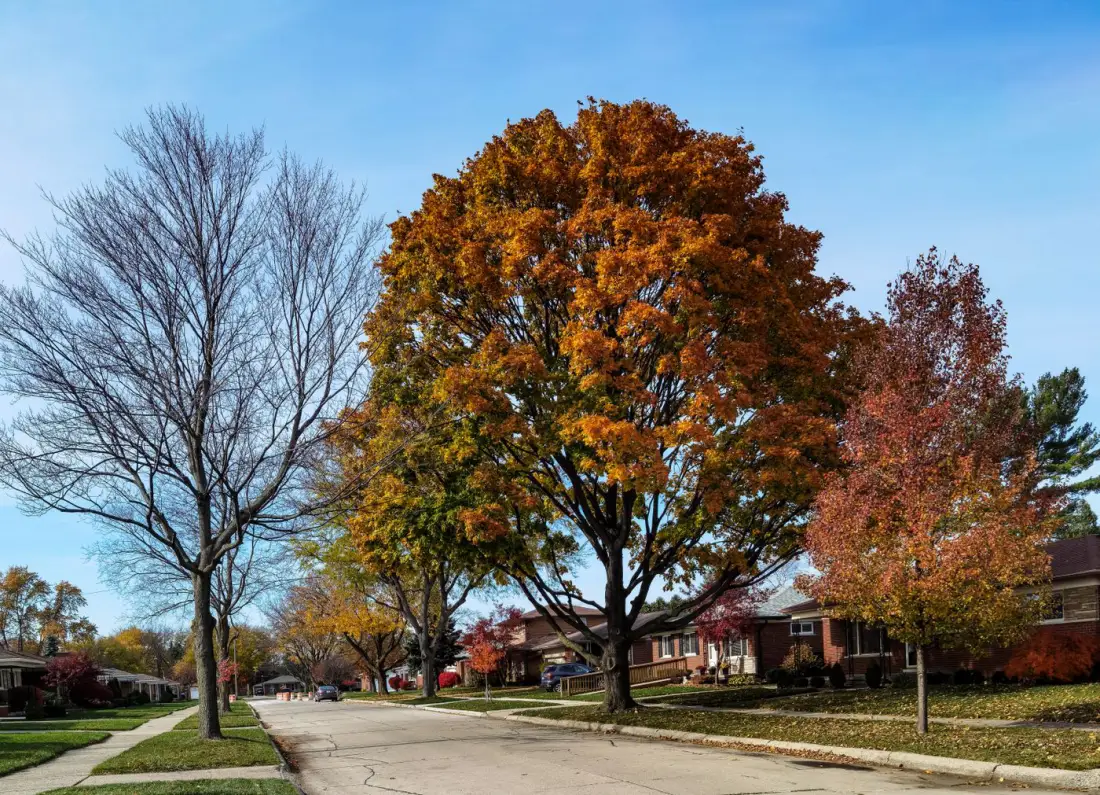 Mature boulevard maples in autumn colour lining a residential street of brick homes