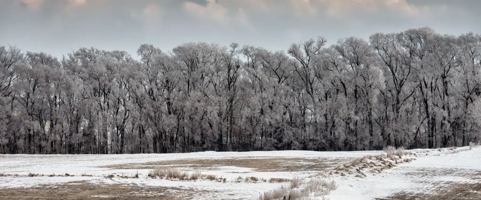 Hoarfrost-covered treeline along a snow-covered field under a heavy winter sky