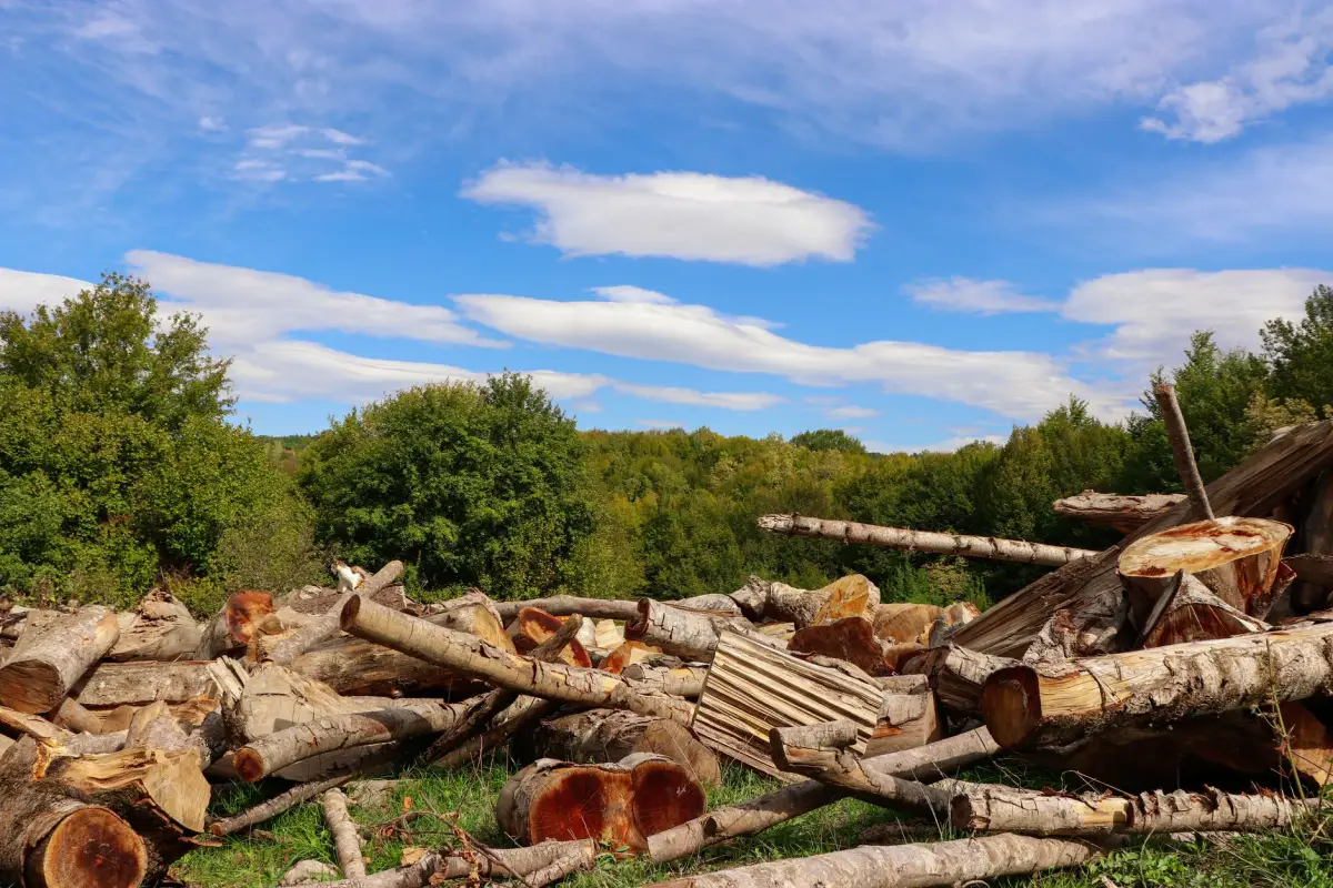 Cleared area with a pile of cut logs and brush under a bright blue sky