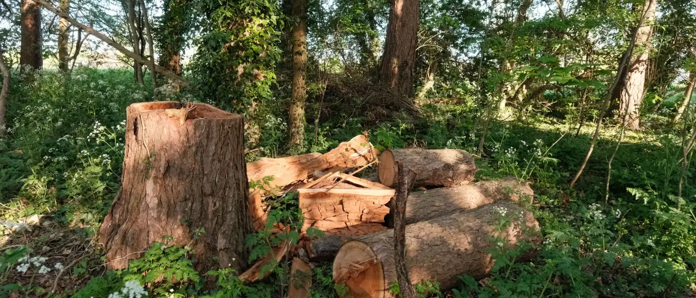 Fresh stump and cut trunk sections left at the edge of a wooded lot after brush work
