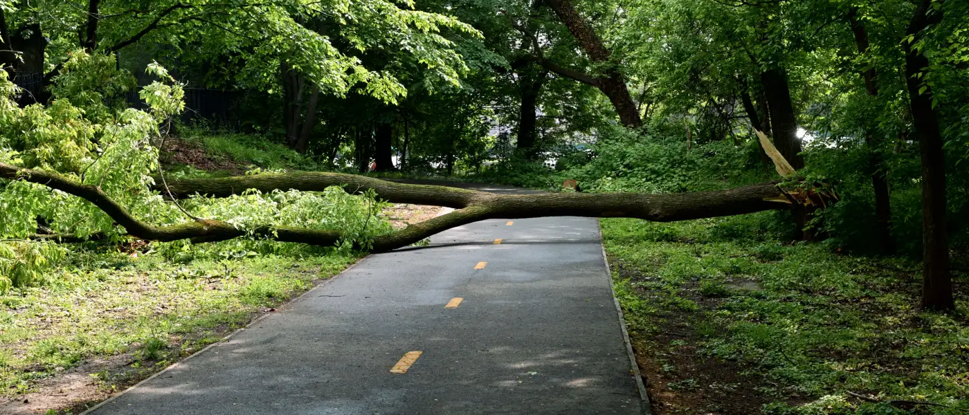 Large trunk down across a paved access drive, blocking the lane end to end