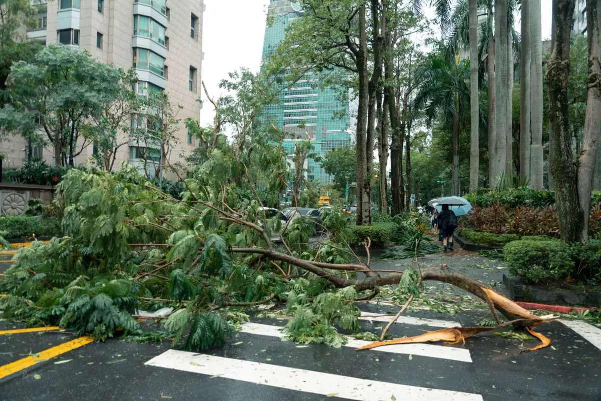 Storm debris and fallen trees across a city street awaiting cleanup