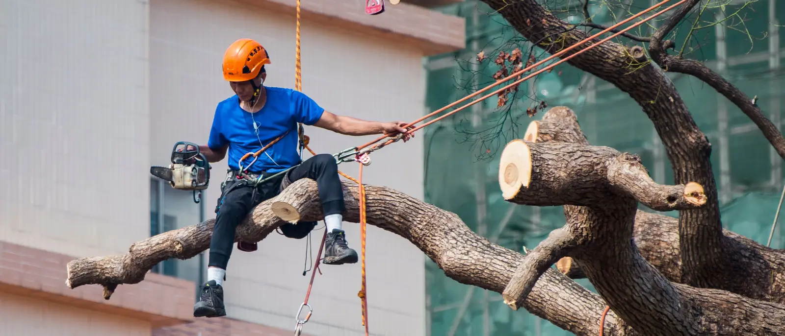 Climber roped onto a heavy limb with rigging lines set, taking a tree down in sections beside a commercial building