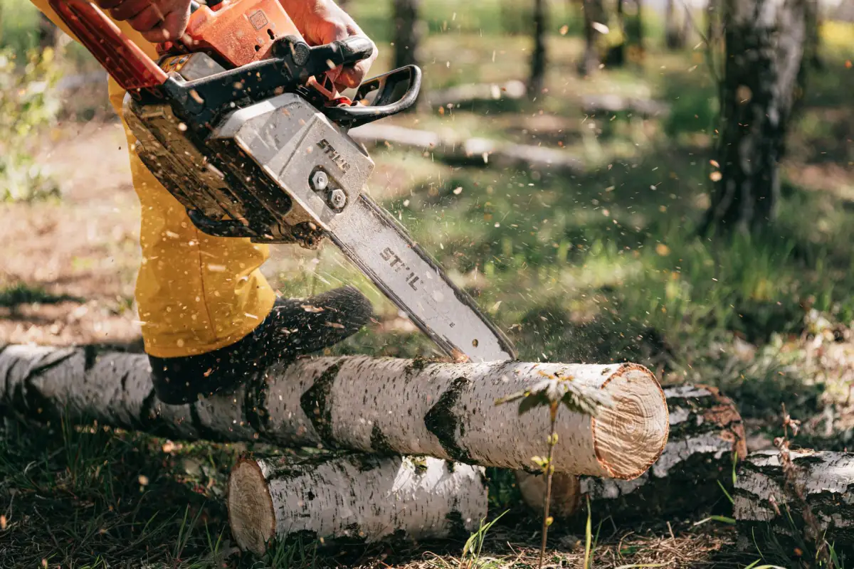 Worker cutting a large trunk into sections with a chainsaw after felling