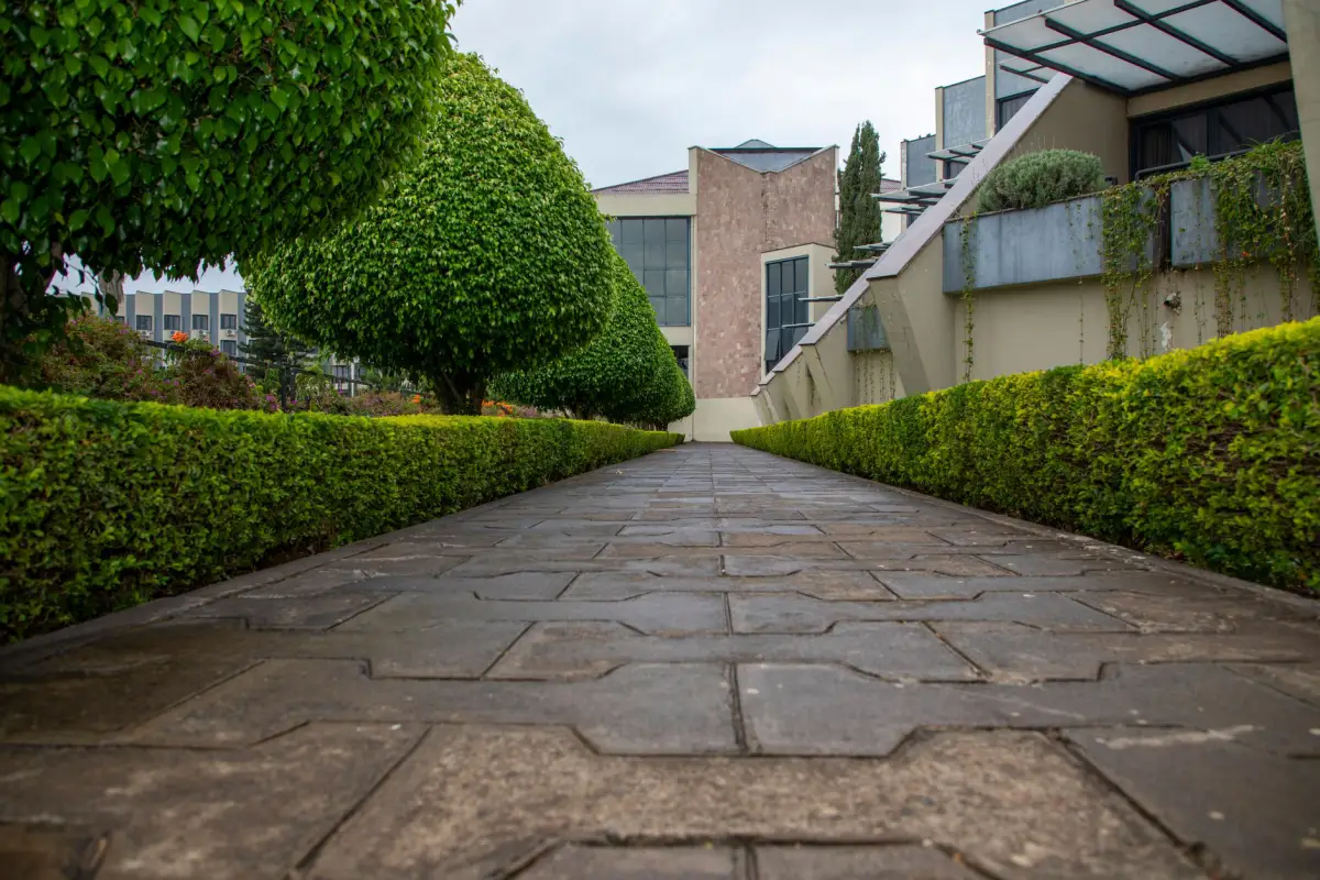 Maintained hedges and trees along a pathway leading to a commercial building