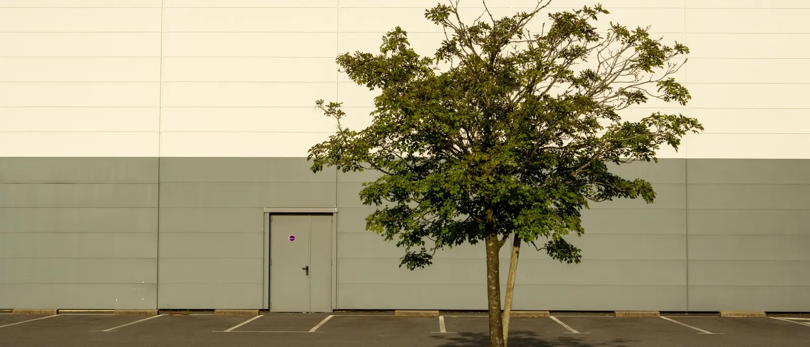Single tree in a parking lot island growing tight against a commercial building wall