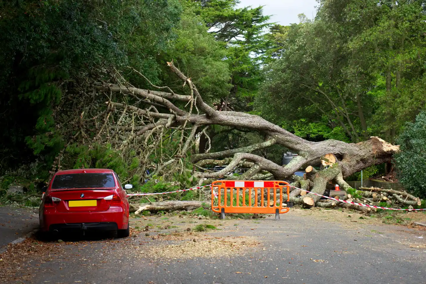Large fallen tree blocking a road with debris and a car stopped nearby after a storm