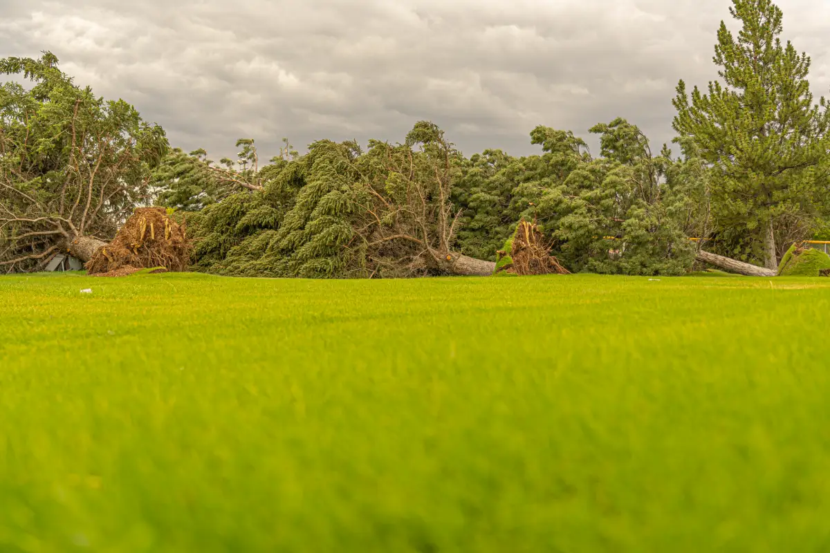 Fallen trees lying on grass under cloudy skies after a windstorm