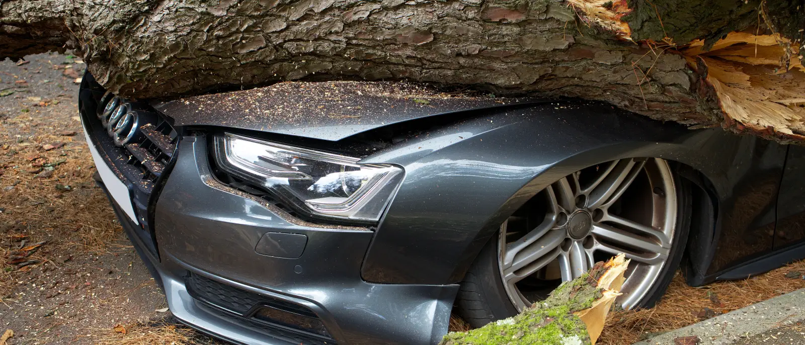 Trunk of a fallen tree resting across the crushed front end of a parked car