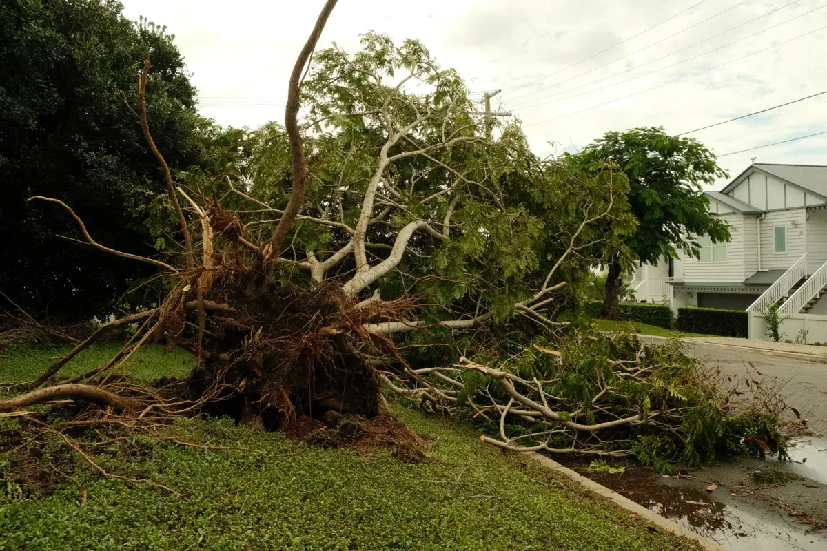 Uprooted tree lying across a suburban street after a violent windstorm