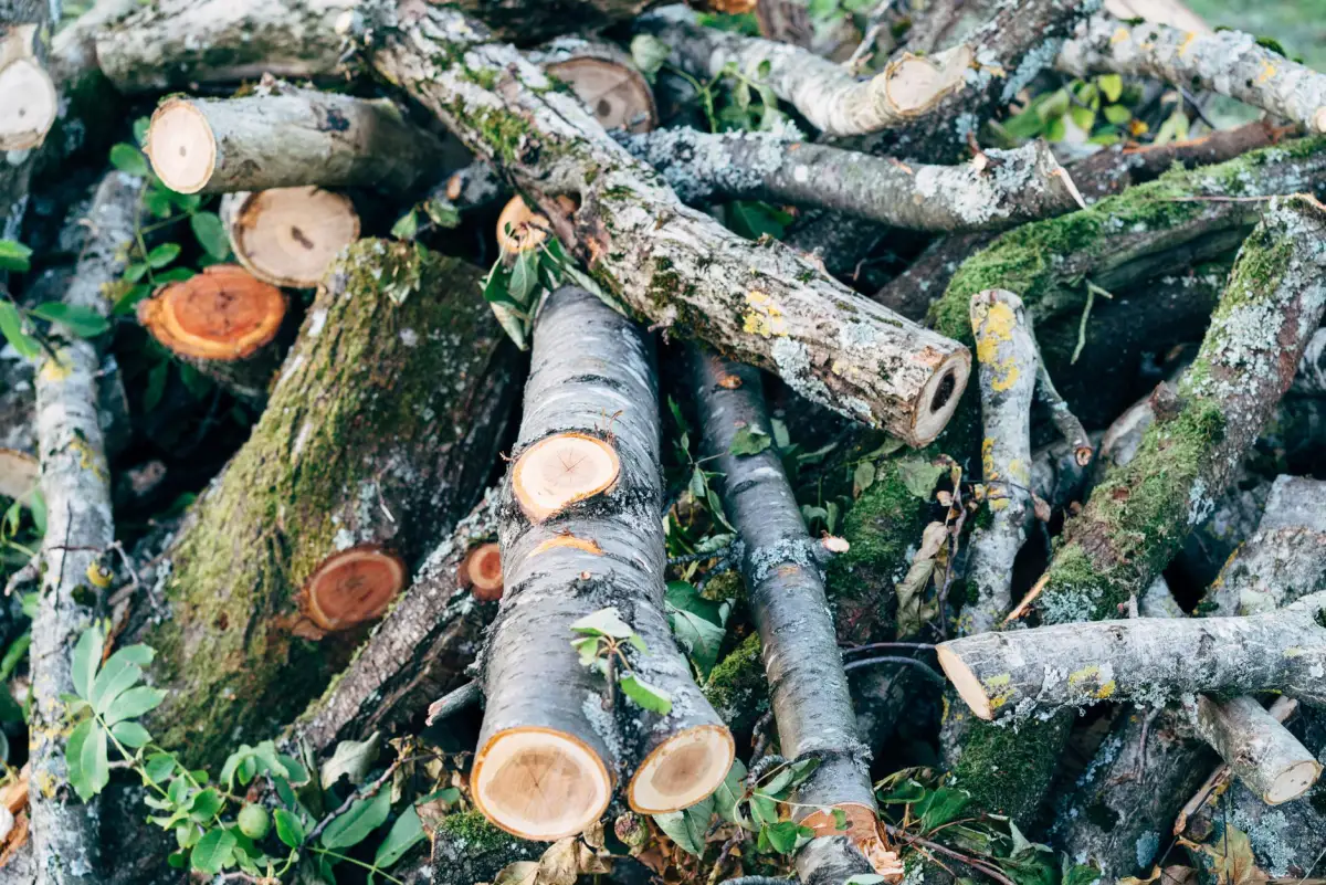 Pile of cut logs and woody brush debris stacked on a cleared lot