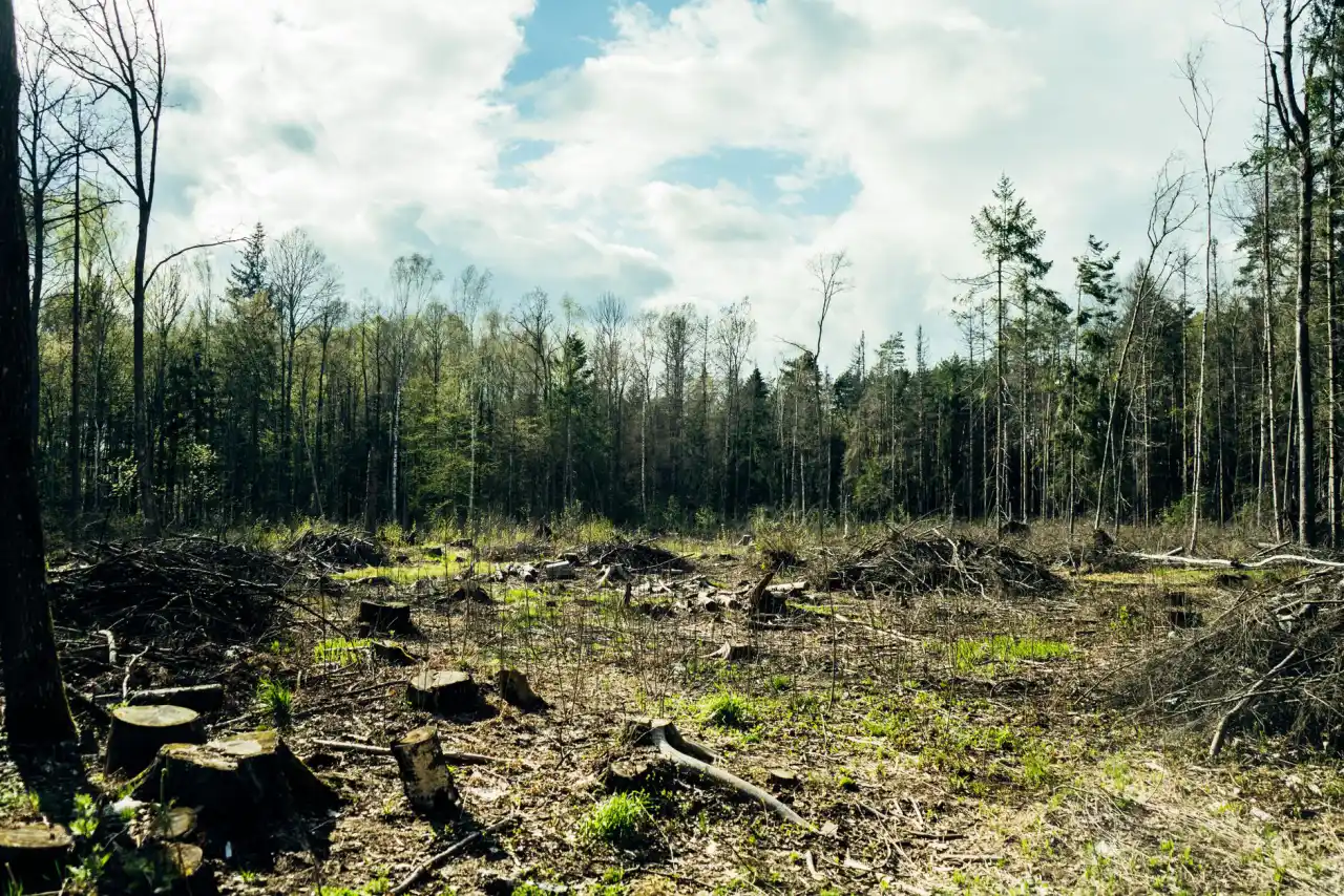 Sunlit cleared area showing cut stumps with standing woodland behind it after land clearing