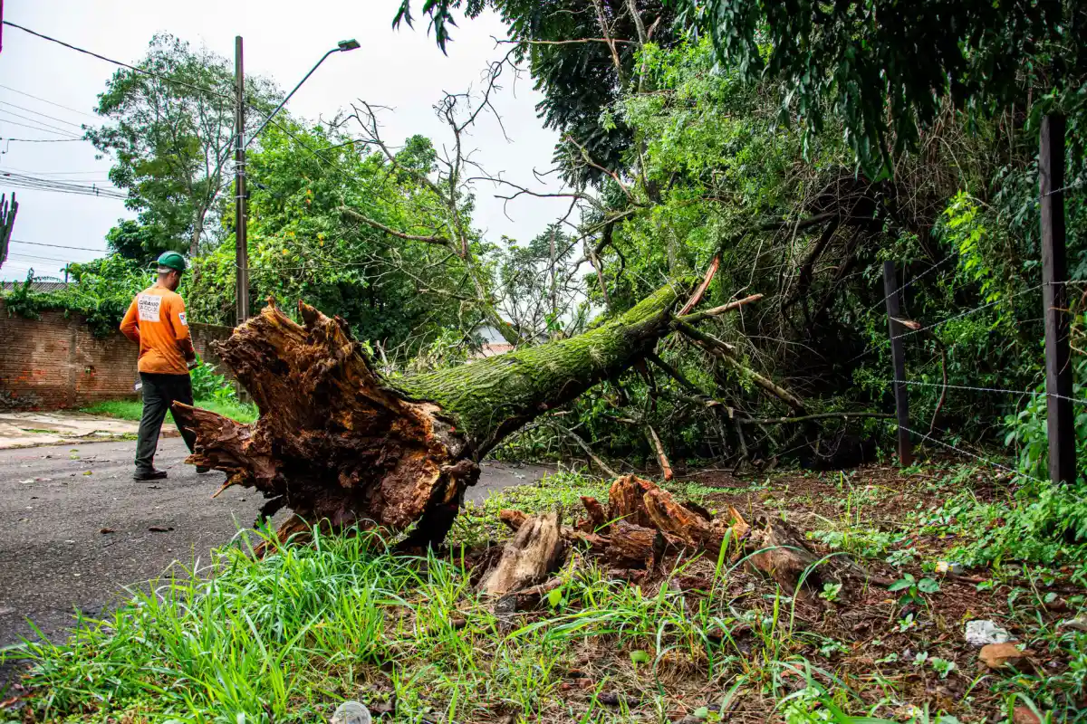 Worker clearing a fallen tree from a street after a storm