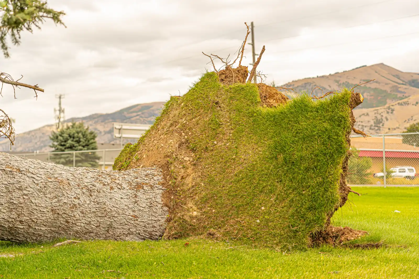 Storm-felled tree with its root plate torn out of the ground in an open field under cloudy skies