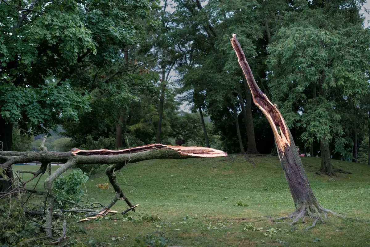 Tree split down the trunk in a park after storm damage