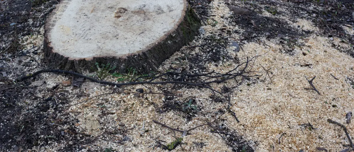 Freshly cut stump ringed by a wide spread of sawdust and grindings across the ground