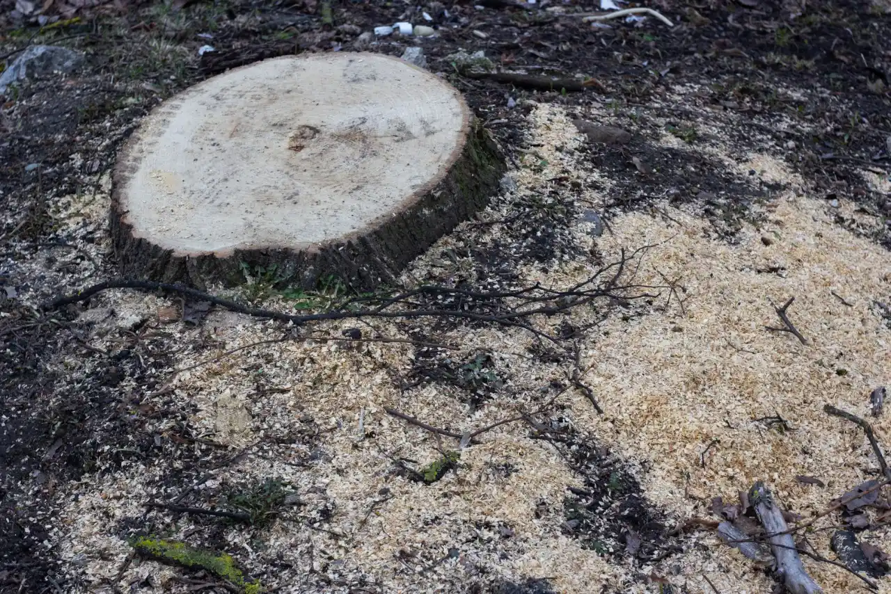 Freshly ground tree stump surrounded by sawdust and wood grindings