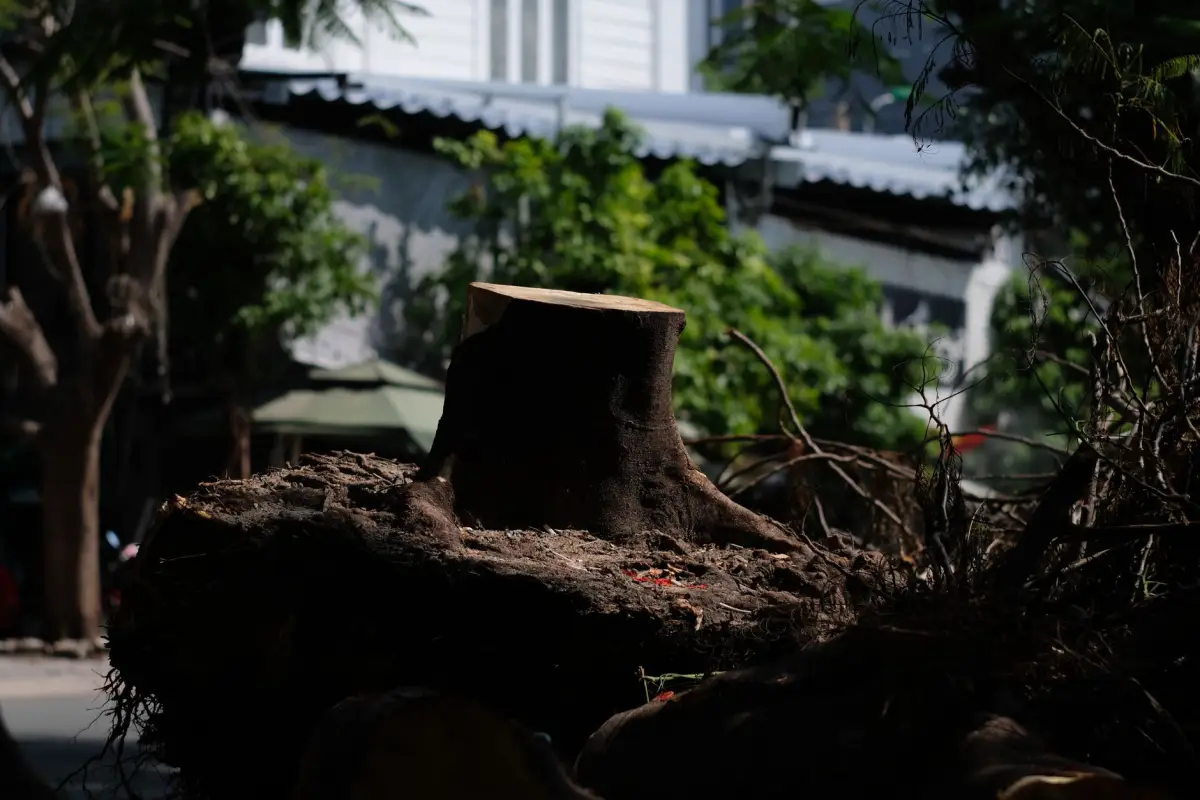Large tree stump in an urban yard waiting to be ground out