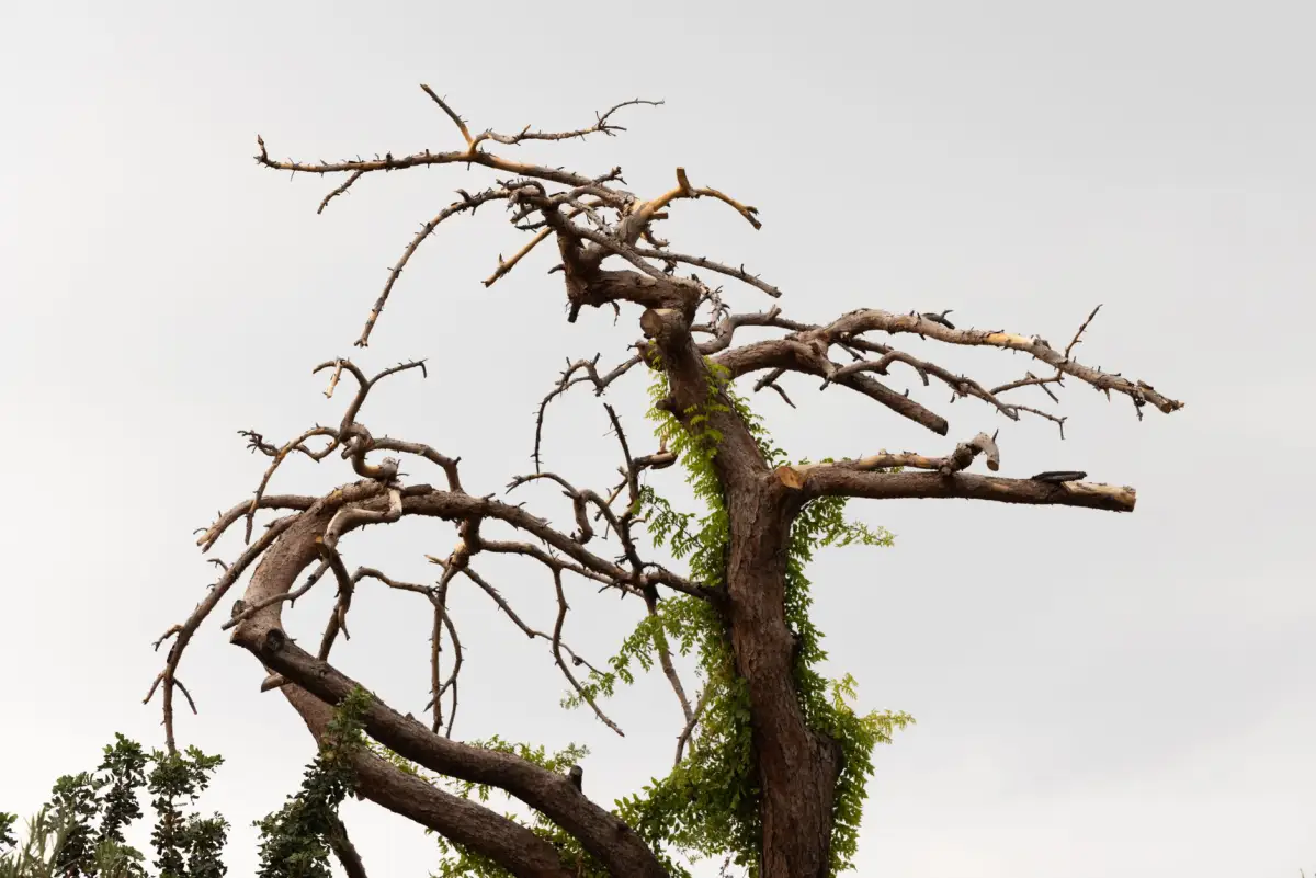 Leafless declining tree with sprawling bare branches against an overcast sky