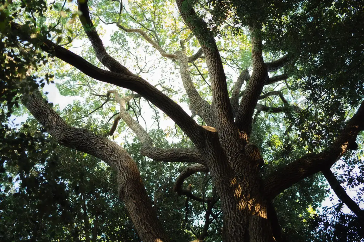Looking up through a healthy oak canopy with full summer foliage