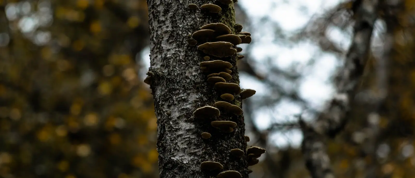 Column of shelf fungus growing up a birch trunk, the outward sign of decay already inside the wood