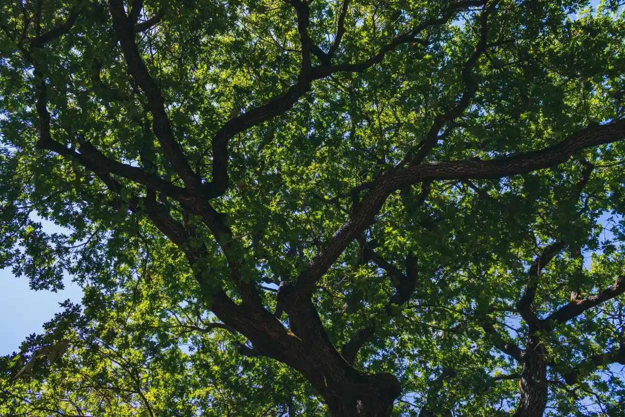 Lush green oak canopy with sunlit leaves seen against a bright sky