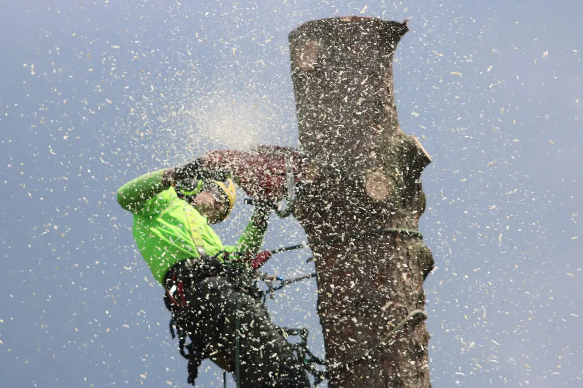 Climbing arborist roped into a trunk cutting a section during a sectional tree removal