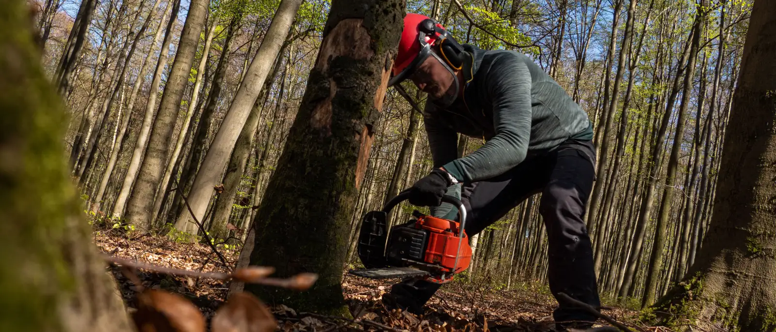 Arborist in a helmet making a felling cut at the base of a hardwood in a bare woodlot