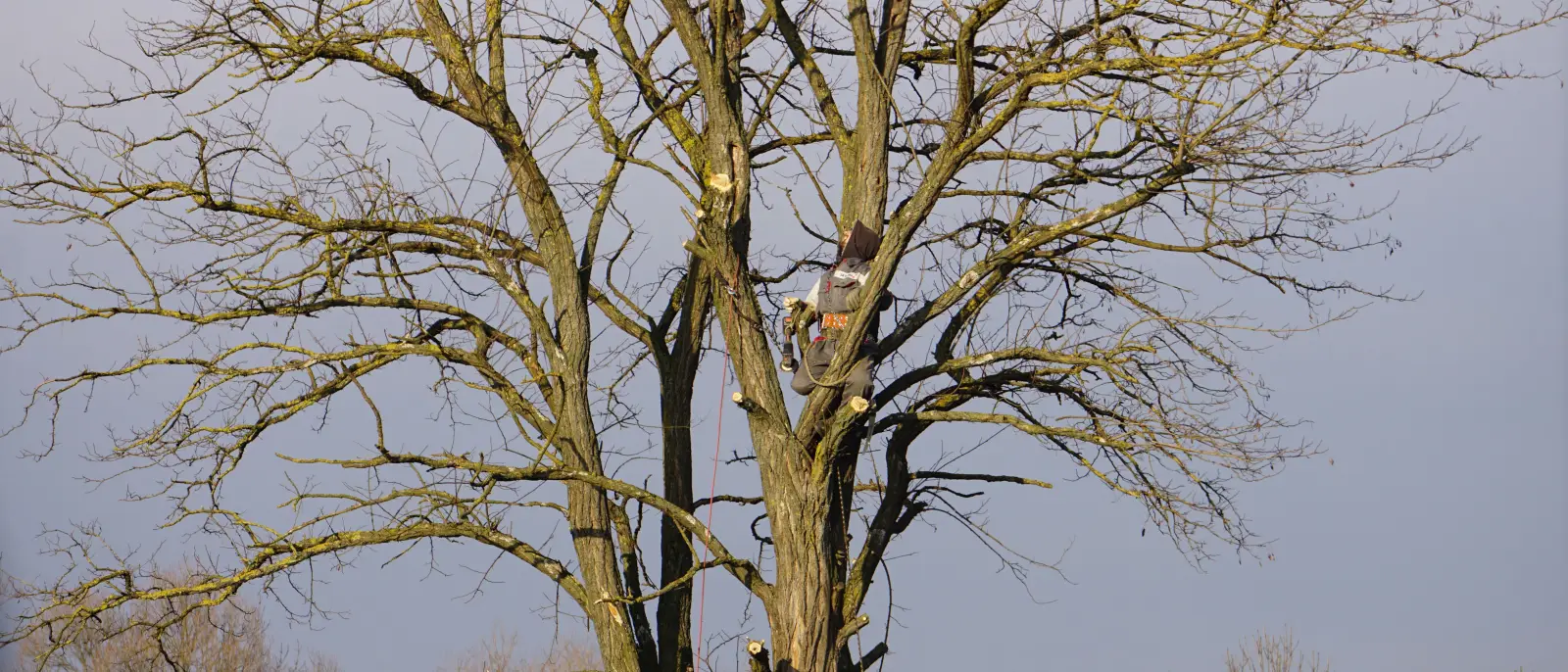 Climber roped into the top of a bare hardwood during dormant-season pruning, fresh cuts showing on the limbs