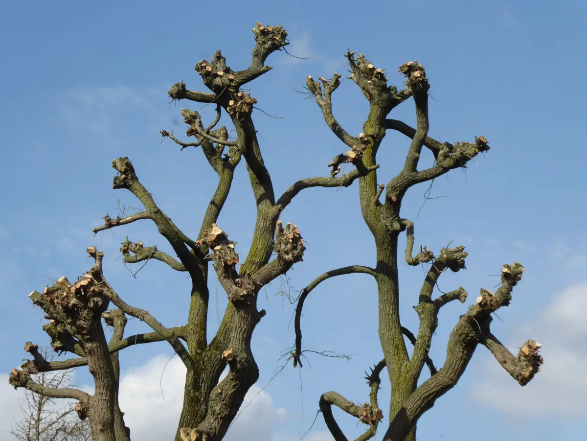 Close-up of cleanly pruned tree branches silhouetted against a clear sky