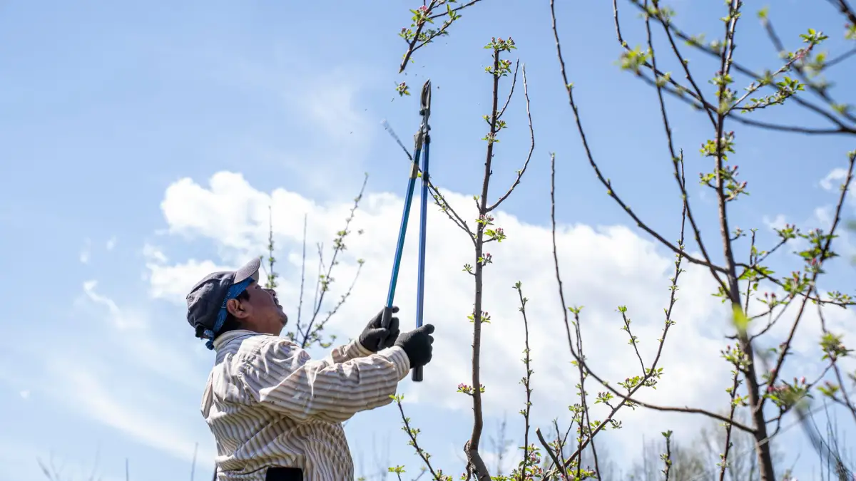 Worker pruning tree branches against a clear blue sky during a crown raise
