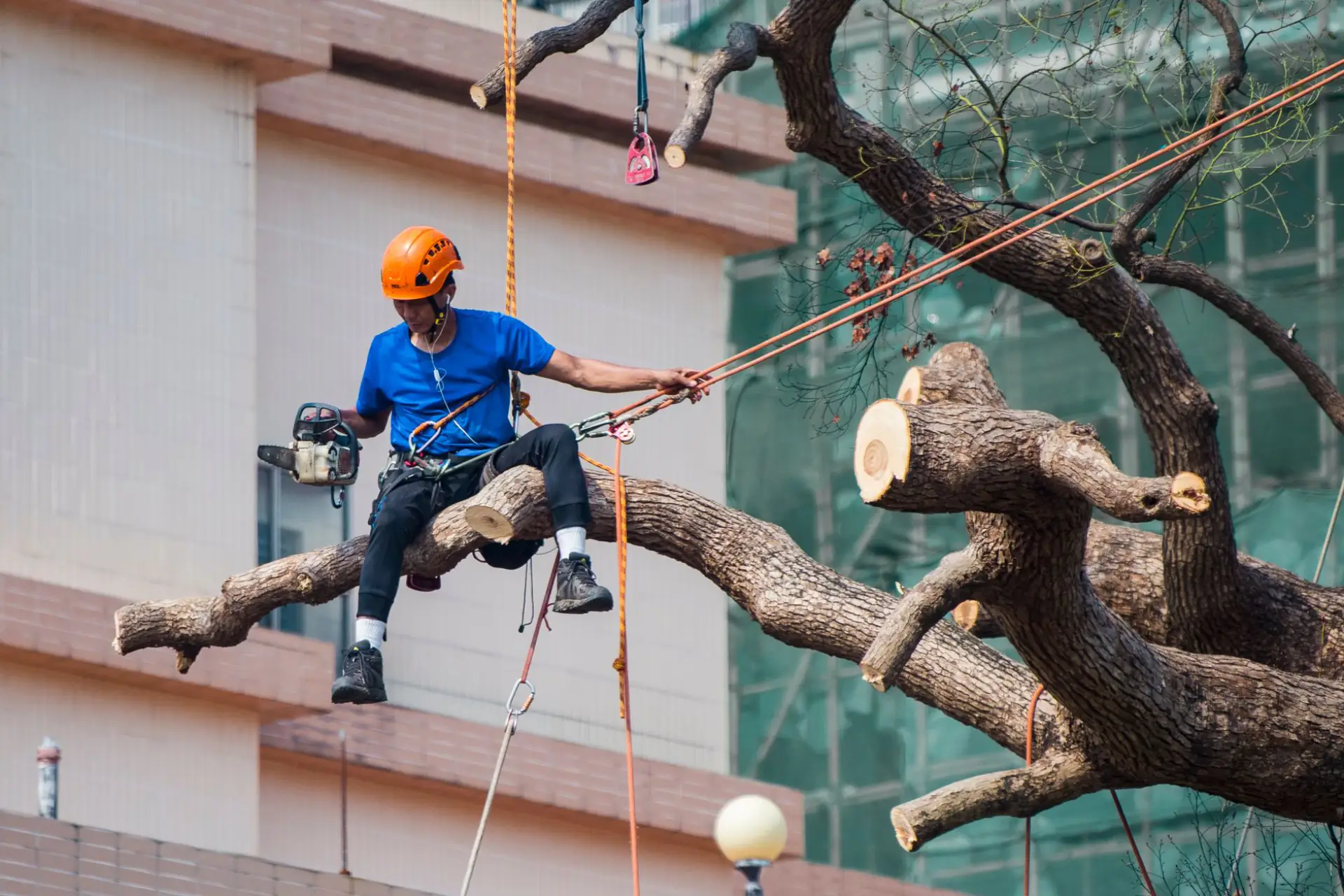 Tree surgeon secured with ropes using a chainsaw to prune branches high in a tree